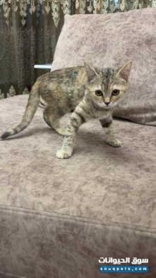 بيع 4 قطط شيرازي