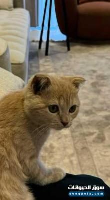 بيع Scottish Fold Mix