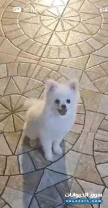 ذكر وأنثى بومرينيون للبيع