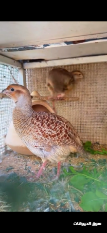 صفارد باكستاني منتج للبيع