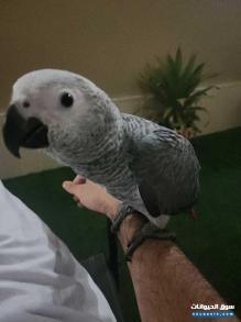 كاسكو للبيع اليف جدا