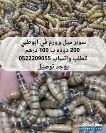 متوفر دوده سوبر ميل وورم في ابوظبي