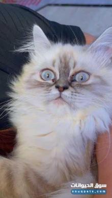 هيمالايا 4 شهور لون مميز