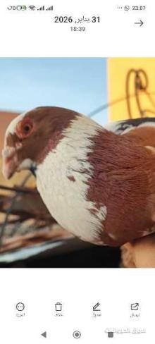 بيع حمام بلون عين مختلف