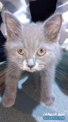 قطة شارترو صغيرة للبع