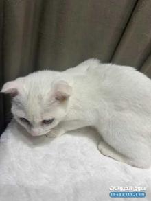 قطه سكوتش فولد للبيع