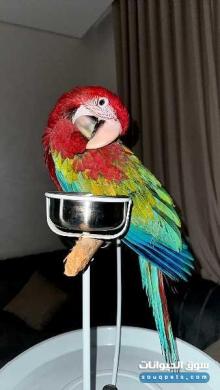 للبيع مكاو جرين وينج Green Wing Macaw