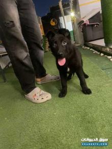 Puppy for sale جرو للبيع بلاك جاك