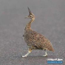 اصغر نعام في العالم تينامو للبيع