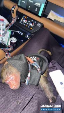 قرد انثى للبيع عمر شهرين لعوبه مع اليهال و حبوبه مطلوب 12500