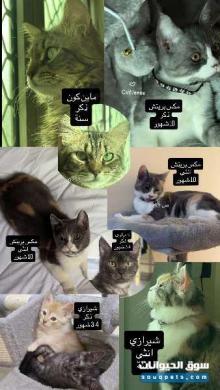 7 قطط بريتش وشيرازي للبيع