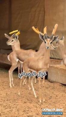 غزال الدوماني للبيع ذكور