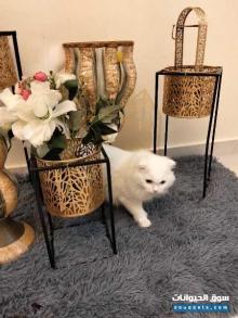 قطه سكوتش فولد