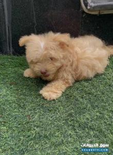 Maltipo Bobby Malinois Chow Chow