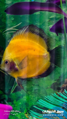 Premium Jumbo Discus Fish