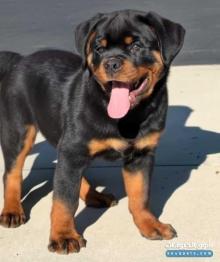 Purebred Rottweiler Puppy for Sale