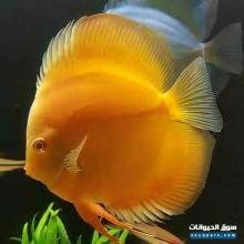 Premium Jumbo Discus Fish