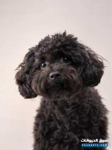 Dog for sale poodle