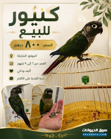 كنيور للبيع في الشارقة