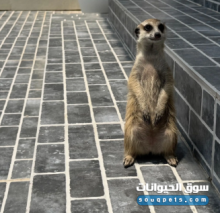 أنثى ميركات عمر 5 شهور أليفة للبيع