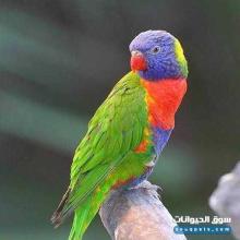 ببغاء لوري للبيع