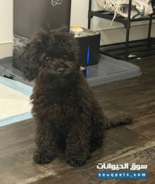 بودل أنثى 5 شهور للبيع صحتها تمام