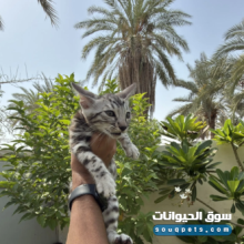 ثلاث قطط بنغال بيور