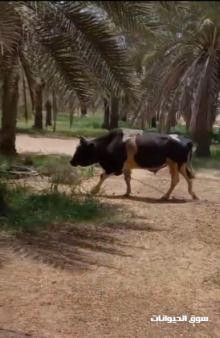 ثور باكستاني هولندي مهجن عمر 5 سنوات