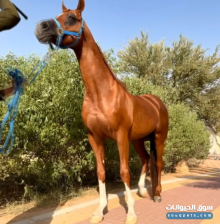 خيل عربي أصيل للبيع في العين معسوف وهادئ للأطفال