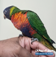 راينبو لوري مروض بالكامل عمره 3 شهور للبيع