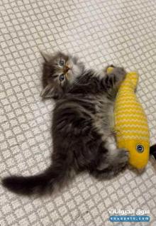 قط شانشيلا شيرازي مميز للبيع Chinchilla Persian Kitten