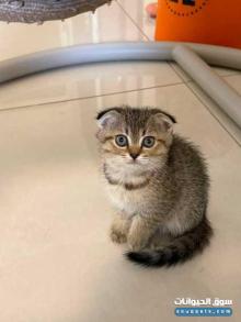 قطط سكوتش فولد صغيرة للبيع Scottish Fold Kittens