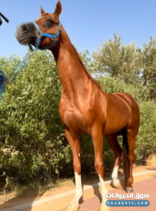 للبيع حصان عربي أصيل جواز وركوب