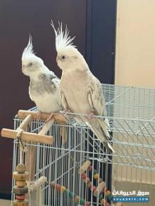 Whiteface Pearl for sale
