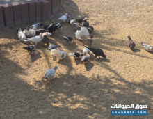 أزواج حمام سوري منتج للبيع أي زوج بـ 150 درهم