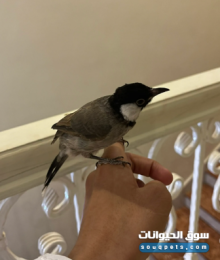 بلبل مندلاوي نادر ومغرد للبيع في العين