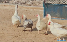 خمس ذكور بط مصري للبيع