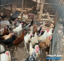 دجاج بياض للبيع في مزارع الرحبة