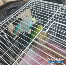 عصافير حب وكروان للبيع