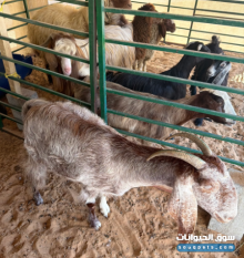 غنمه تربيت بيت للبيع في شخبوط أبوظبي