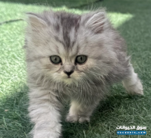 قطط هملايا شيرازي عمرها شهر ونص للبيع