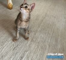 قطو سكوتش فولد مهجن للتبني في العين