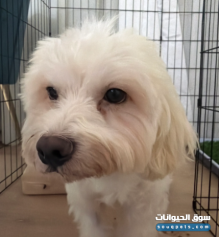 كلب هادي ومطيع ومدرب على الطاعة مع جميع ملحقاته وأوراقه الرسمية
