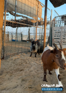 للبيع زوج ماعز قزم مطور