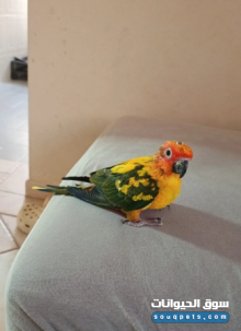 للبيع صن كنيور أليف ومدرب ولعوب لون مميز