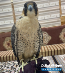 وجري شواهين للبيع في العين حي نعمة