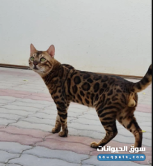 ذكر بنغال بيور مع شهادة نسب للتزاوج فقط