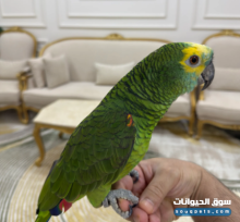 للبيع ببغاء أمازون عمره سنتين مع قفص
