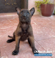 للبيع جراوي مالينوا بلجيكي عمرهم ٦ أسابيع صحتهم زينة ونشيطين