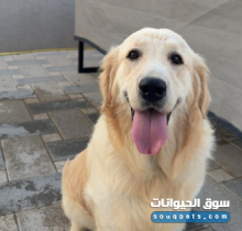 للبيع جولدن ريتريفر أنثى عمرها سنة